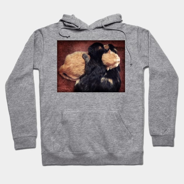 Kitten Cuddle Hoodie by micklyn